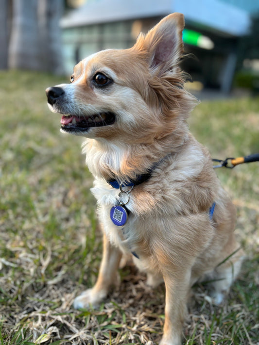 PawTag™ Smart Pet Tracker